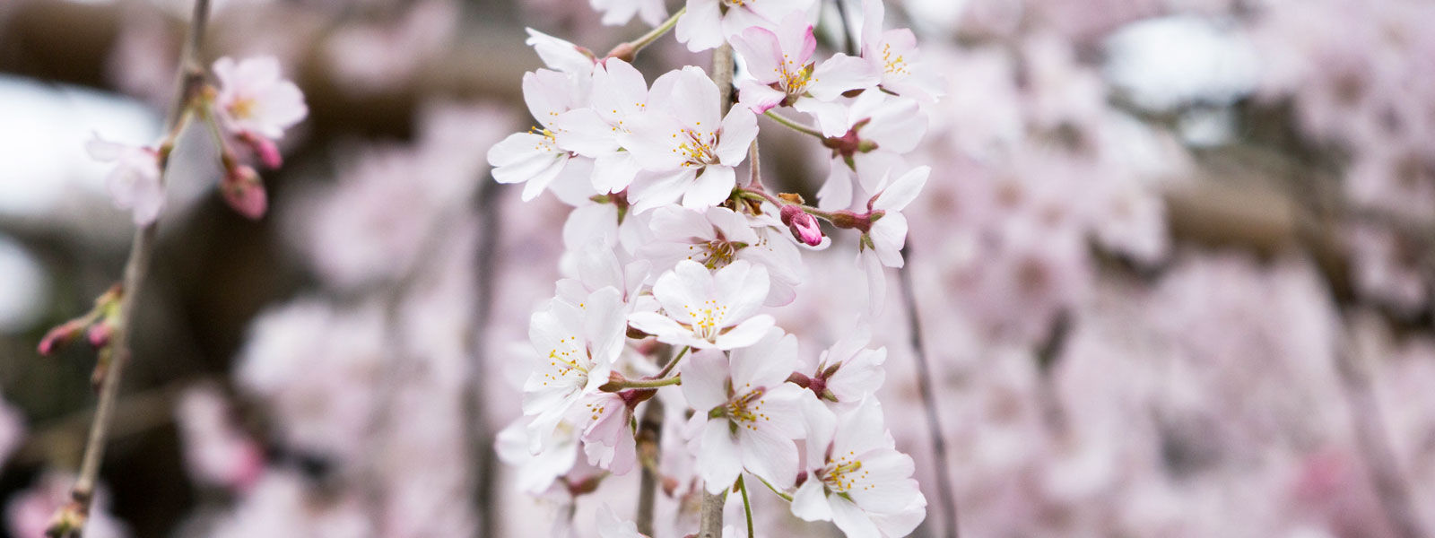 千手院しだれ桜